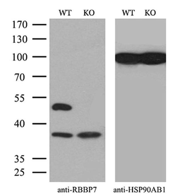 RbAp46 Antibody in Western Blot (WB)