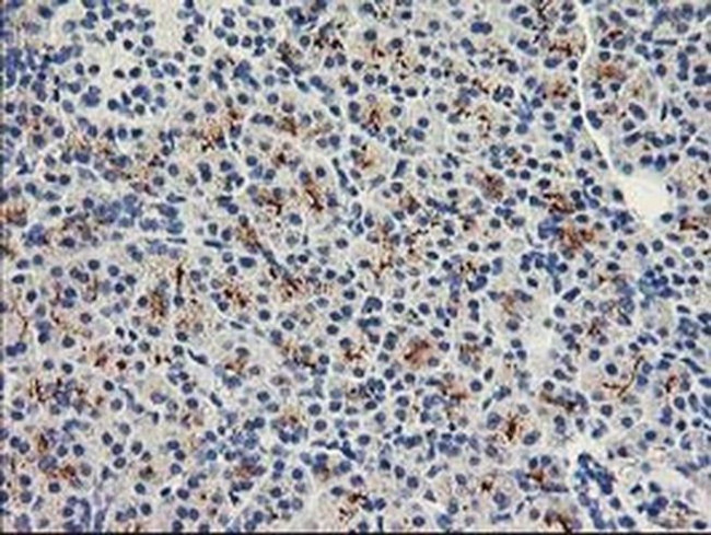 FAM119A Antibody in Immunohistochemistry (Paraffin) (IHC (P))