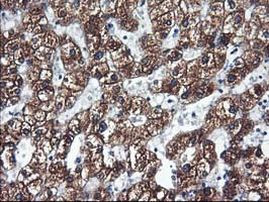 CYP2C9 Antibody in Immunohistochemistry (Paraffin) (IHC (P))