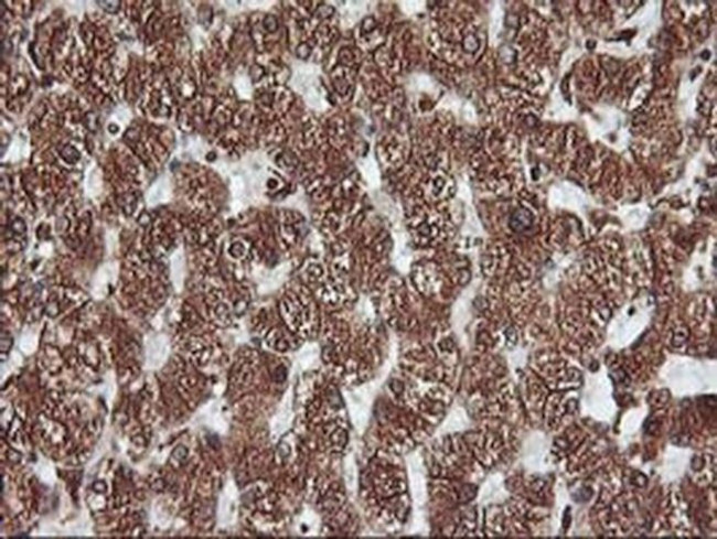 KVbeta1 (KCNAB1) Antibody in Immunohistochemistry (Paraffin) (IHC (P))