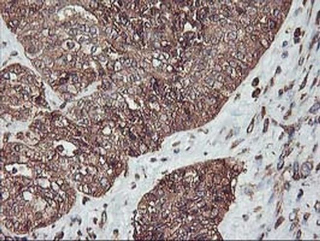 KVbeta1 (KCNAB1) Antibody in Immunohistochemistry (Paraffin) (IHC (P))