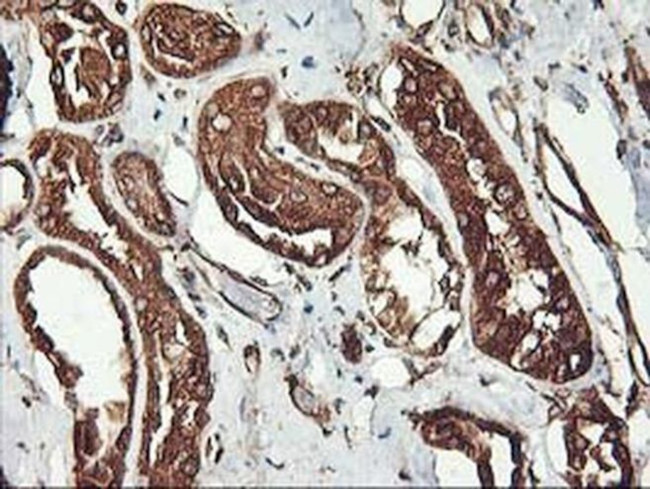 KVbeta1 (KCNAB1) Antibody in Immunohistochemistry (Paraffin) (IHC (P))