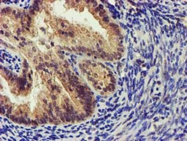 KVbeta1 (KCNAB1) Antibody in Immunohistochemistry (Paraffin) (IHC (P))