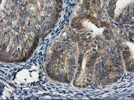 RGS16 Antibody in Immunohistochemistry (Paraffin) (IHC (P))