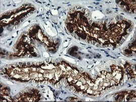 RGS16 Antibody in Immunohistochemistry (Paraffin) (IHC (P))