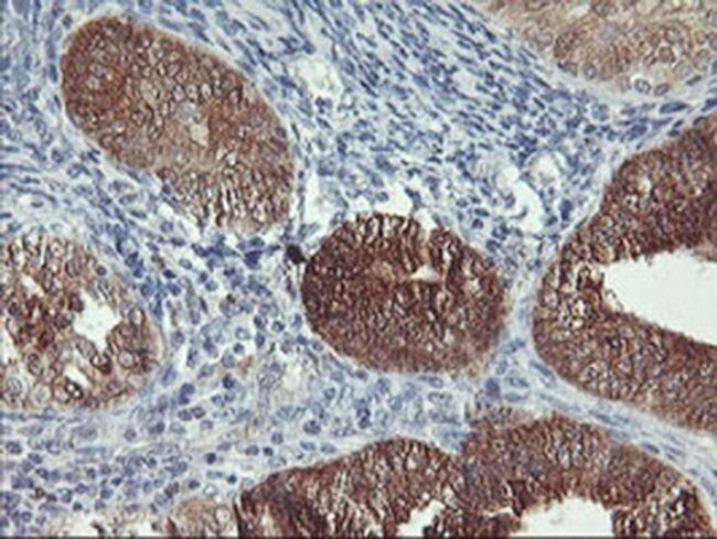 NLN Antibody in Immunohistochemistry (Paraffin) (IHC (P))