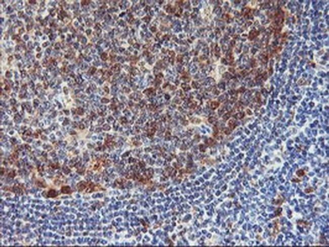 NLN Antibody in Immunohistochemistry (Paraffin) (IHC (P))