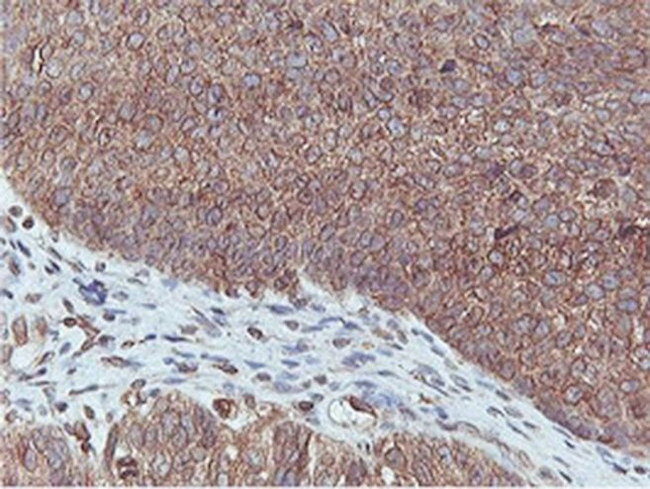 C20orf3 Antibody in Immunohistochemistry (Paraffin) (IHC (P))