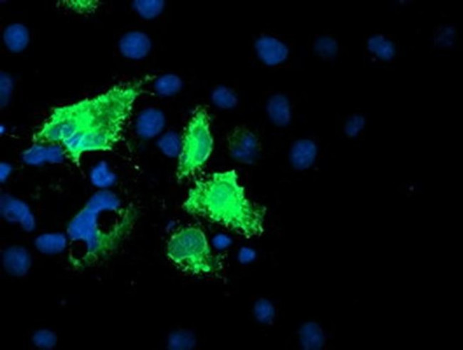 Iduronate 2 Sulfatase Antibody in Immunocytochemistry (ICC/IF)