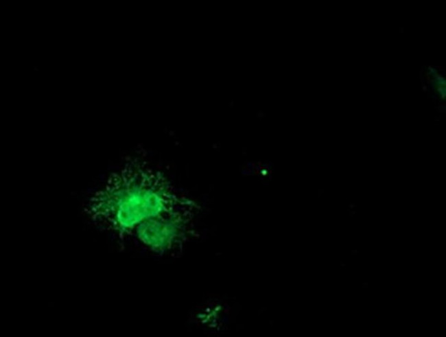 PECI Antibody in Immunocytochemistry (ICC/IF)