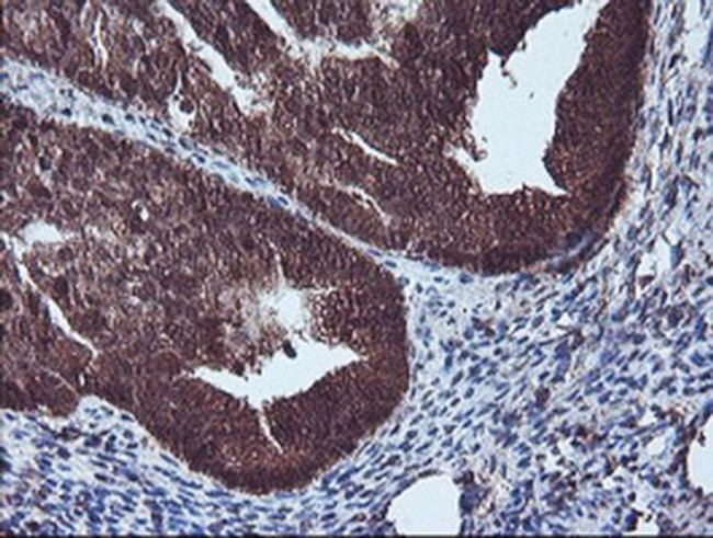 NLN Antibody in Immunohistochemistry (Paraffin) (IHC (P))