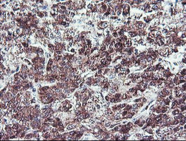 NLN Antibody in Immunohistochemistry (Paraffin) (IHC (P))