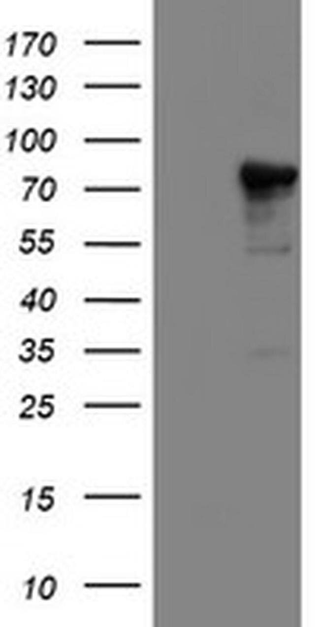 NLN Antibody in Western Blot (WB)