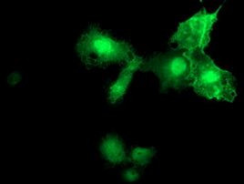 MIER2 Antibody in Immunocytochemistry (ICC/IF)