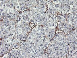 MIER2 Antibody in Immunohistochemistry (Paraffin) (IHC (P))