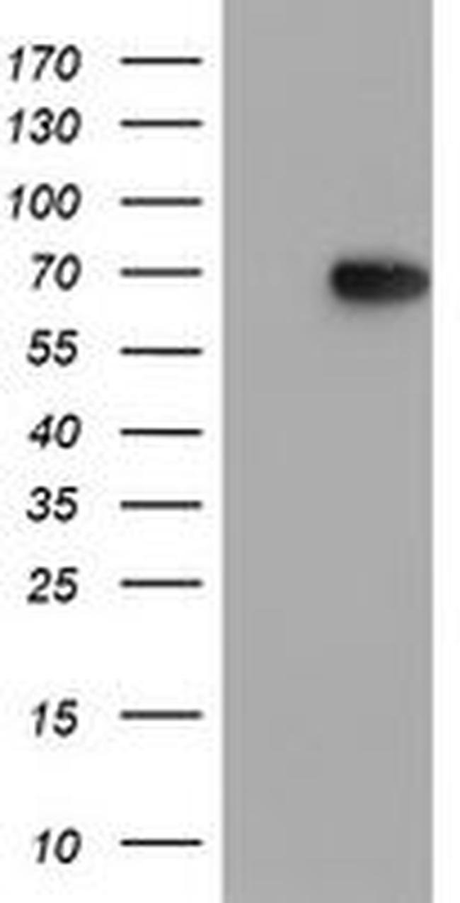 MIER2 Antibody in Western Blot (WB)