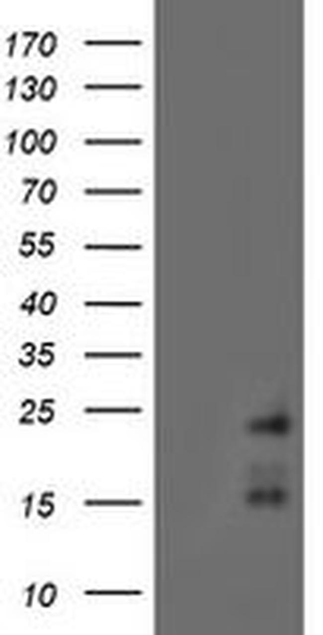 RAMP2 Antibody in Western Blot (WB)