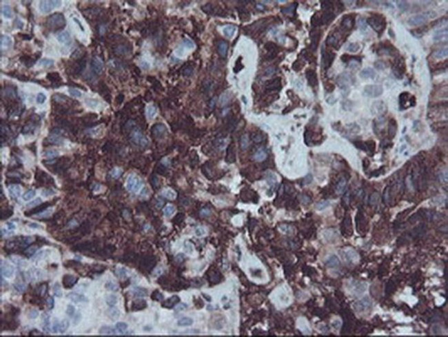 Fetuin A Antibody in Immunohistochemistry (Paraffin) (IHC (P))