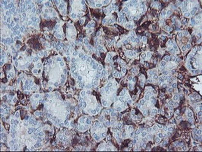 Fetuin A Antibody in Immunohistochemistry (Paraffin) (IHC (P))