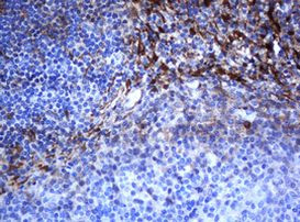 SELENBP1 Antibody in Immunohistochemistry (Paraffin) (IHC (P))