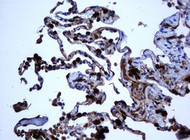 SELENBP1 Antibody in Immunohistochemistry (Paraffin) (IHC (P))