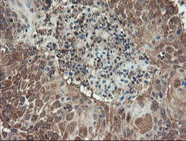 ACBD3 Antibody in Immunohistochemistry (Paraffin) (IHC (P))