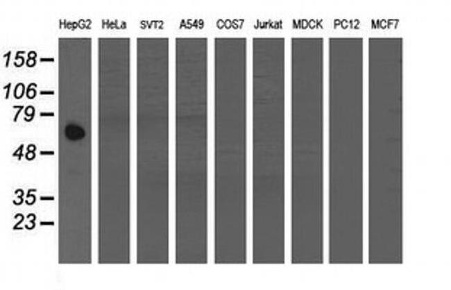 ACBD3 Antibody in Western Blot (WB)