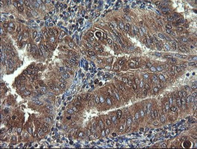 COMMD1 Antibody in Immunohistochemistry (Paraffin) (IHC (P))