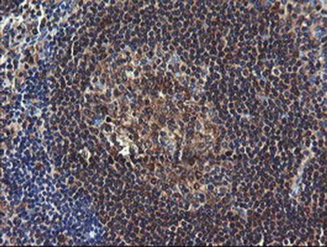 COMMD1 Antibody in Immunohistochemistry (Paraffin) (IHC (P))