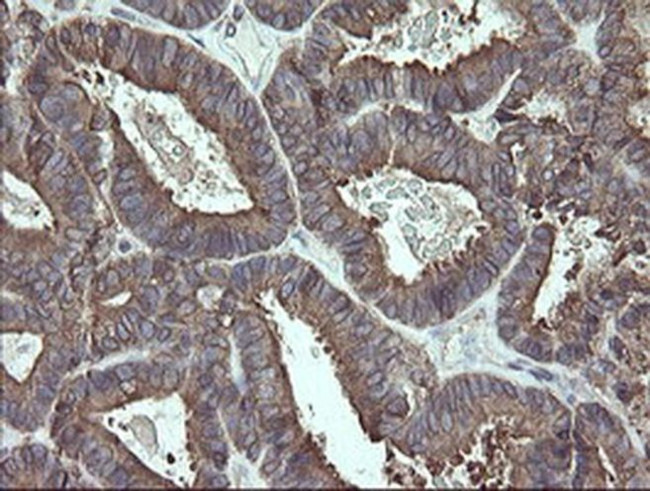 ERp57 Antibody in Immunohistochemistry (Paraffin) (IHC (P))