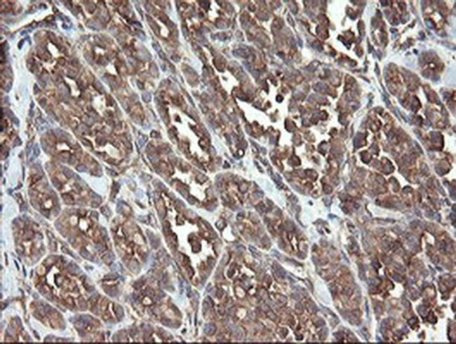 ERp57 Antibody in Immunohistochemistry (Paraffin) (IHC (P))