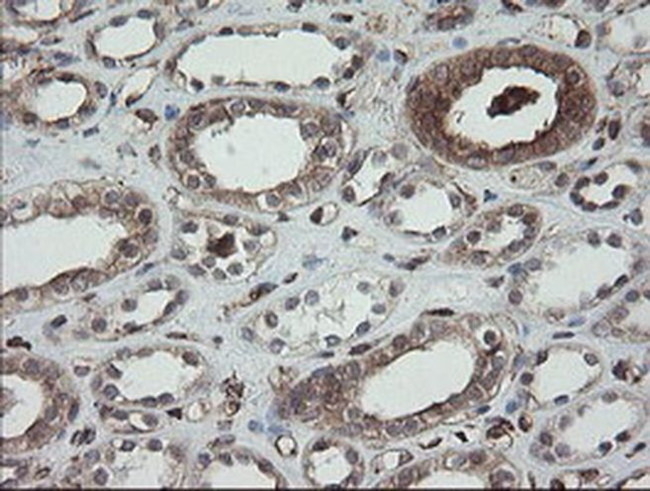 ERp57 Antibody in Immunohistochemistry (Paraffin) (IHC (P))