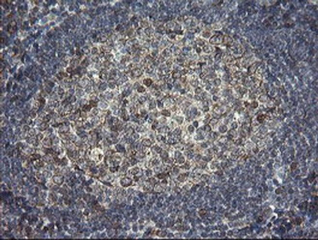 ERp57 Antibody in Immunohistochemistry (Paraffin) (IHC (P))