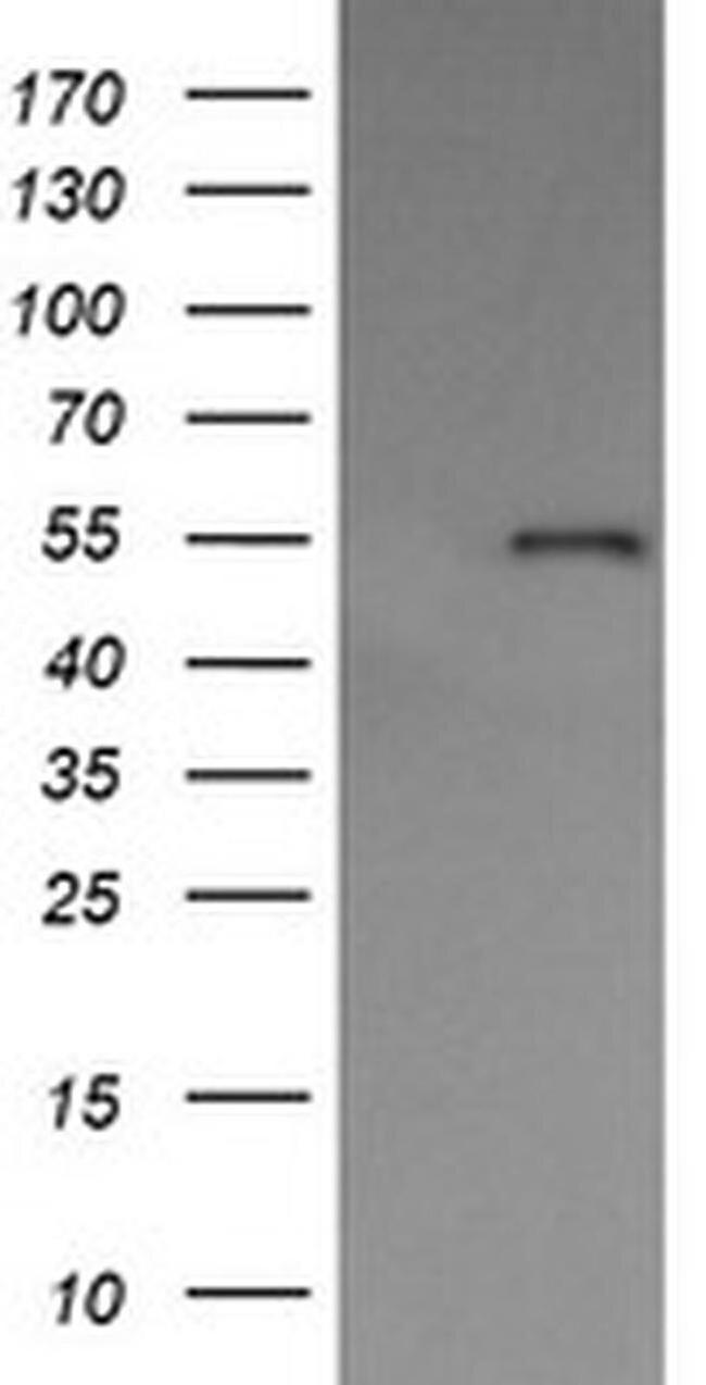 ERp57 Antibody in Western Blot (WB)