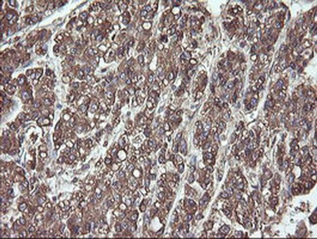 ERp57 Antibody in Immunohistochemistry (Paraffin) (IHC (P))