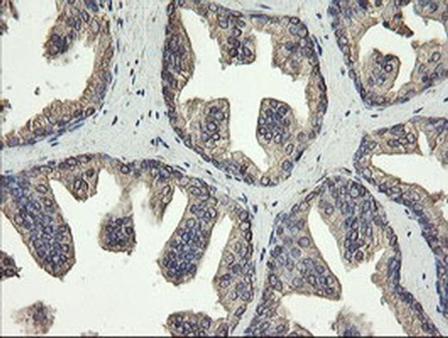 ERp57 Antibody in Immunohistochemistry (Paraffin) (IHC (P))