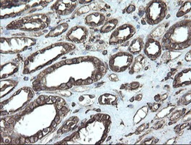 ERp57 Antibody in Immunohistochemistry (Paraffin) (IHC (P))