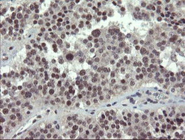 DREF Antibody in Immunohistochemistry (Paraffin) (IHC (P))