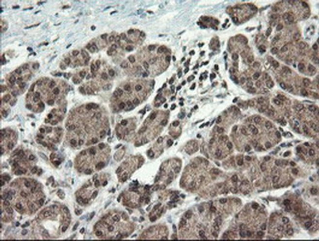 LEPRE1 Antibody in Immunohistochemistry (Paraffin) (IHC (P))