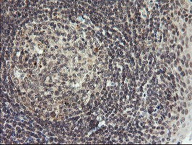 LEPRE1 Antibody in Immunohistochemistry (Paraffin) (IHC (P))