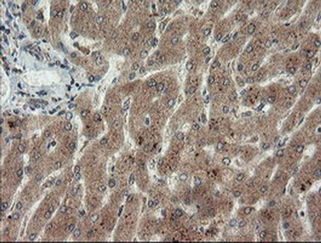 LEPRE1 Antibody in Immunohistochemistry (Paraffin) (IHC (P))