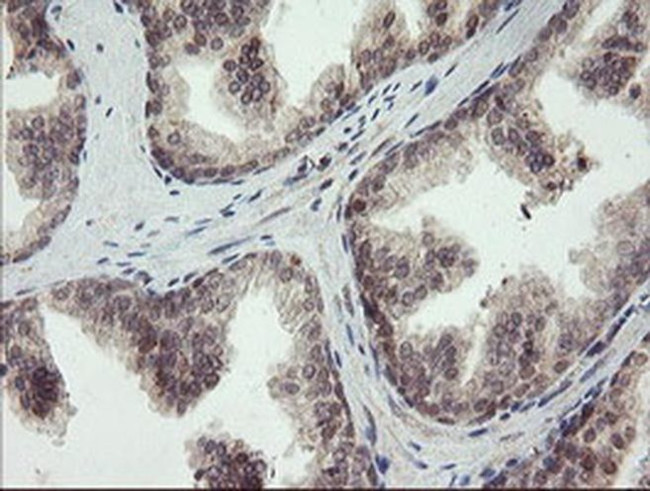 LEPRE1 Antibody in Immunohistochemistry (Paraffin) (IHC (P))