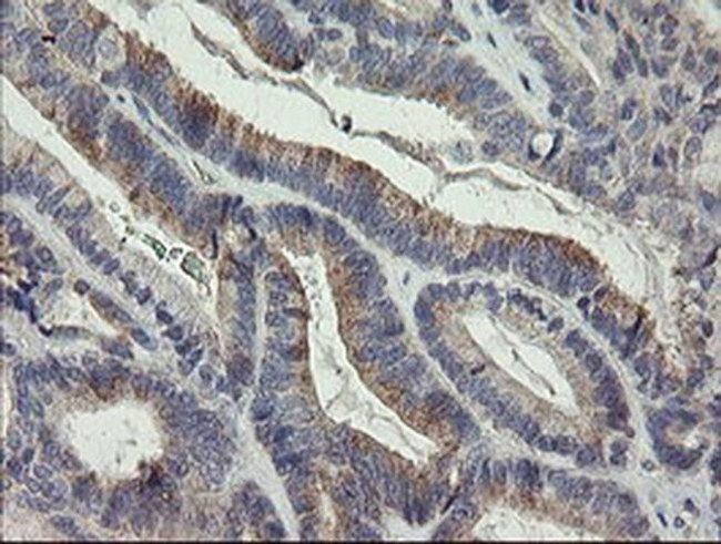 LEPRE1 Antibody in Immunohistochemistry (Paraffin) (IHC (P))