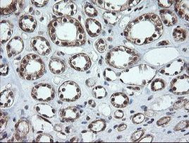 OTUB1 Antibody in Immunohistochemistry (Paraffin) (IHC (P))