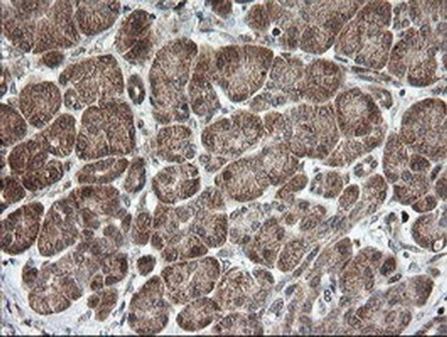 MRPS34 Antibody in Immunohistochemistry (Paraffin) (IHC (P))