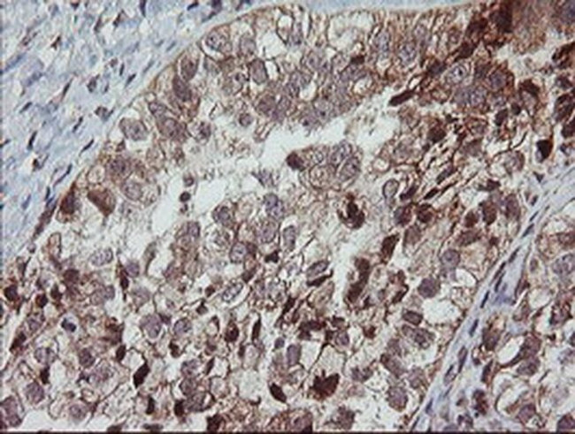 MRPS34 Antibody in Immunohistochemistry (Paraffin) (IHC (P))