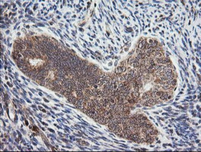 MRPS34 Antibody in Immunohistochemistry (Paraffin) (IHC (P))