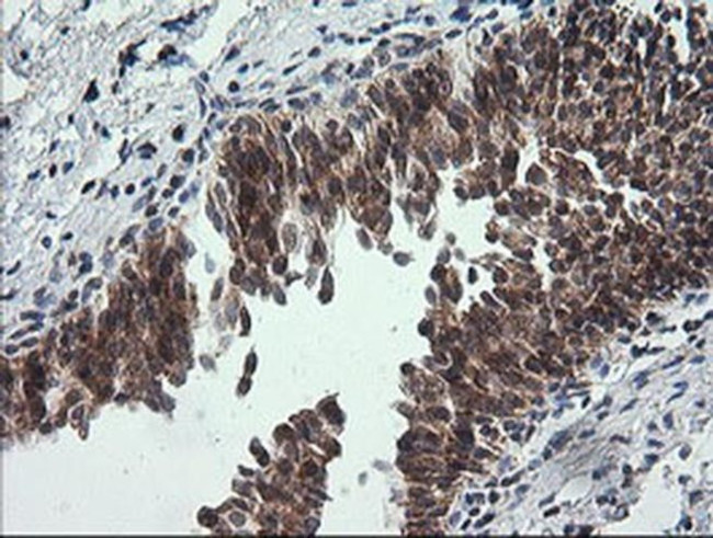 MRPS34 Antibody in Immunohistochemistry (Paraffin) (IHC (P))