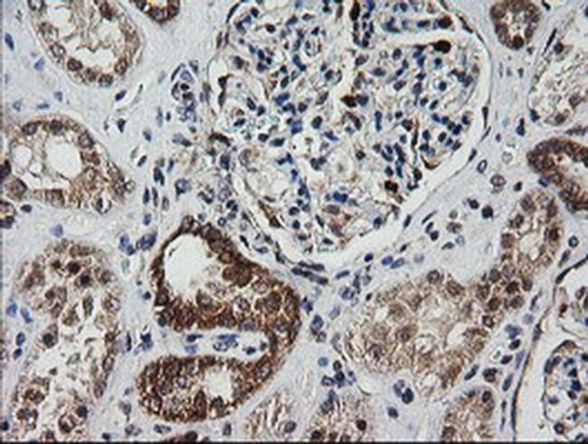 MRPS34 Antibody in Immunohistochemistry (Paraffin) (IHC (P))