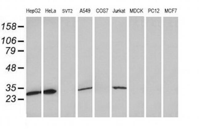 MRPS34 Antibody in Western Blot (WB)